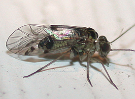 Hyalopsocus striatus